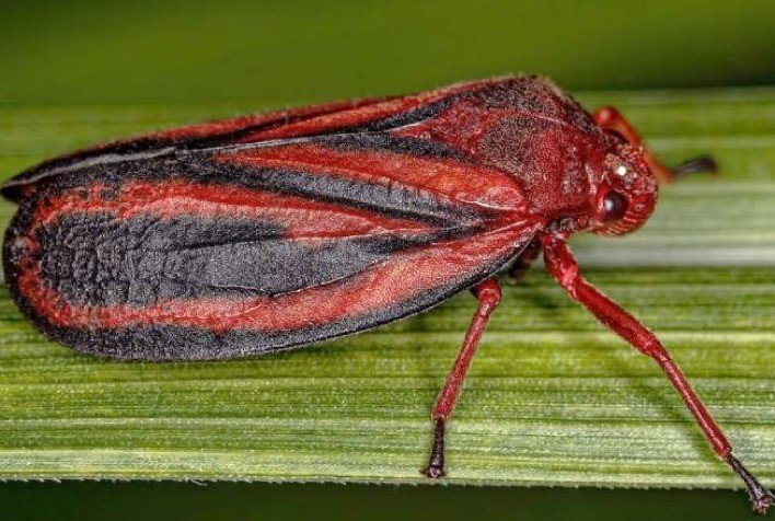 ALERTA NO AGRONEGÓCIO, CIENTISTAS DA UNESP IDENTIFICAM NOVA ESPÉCIE DE CIGARRINHA