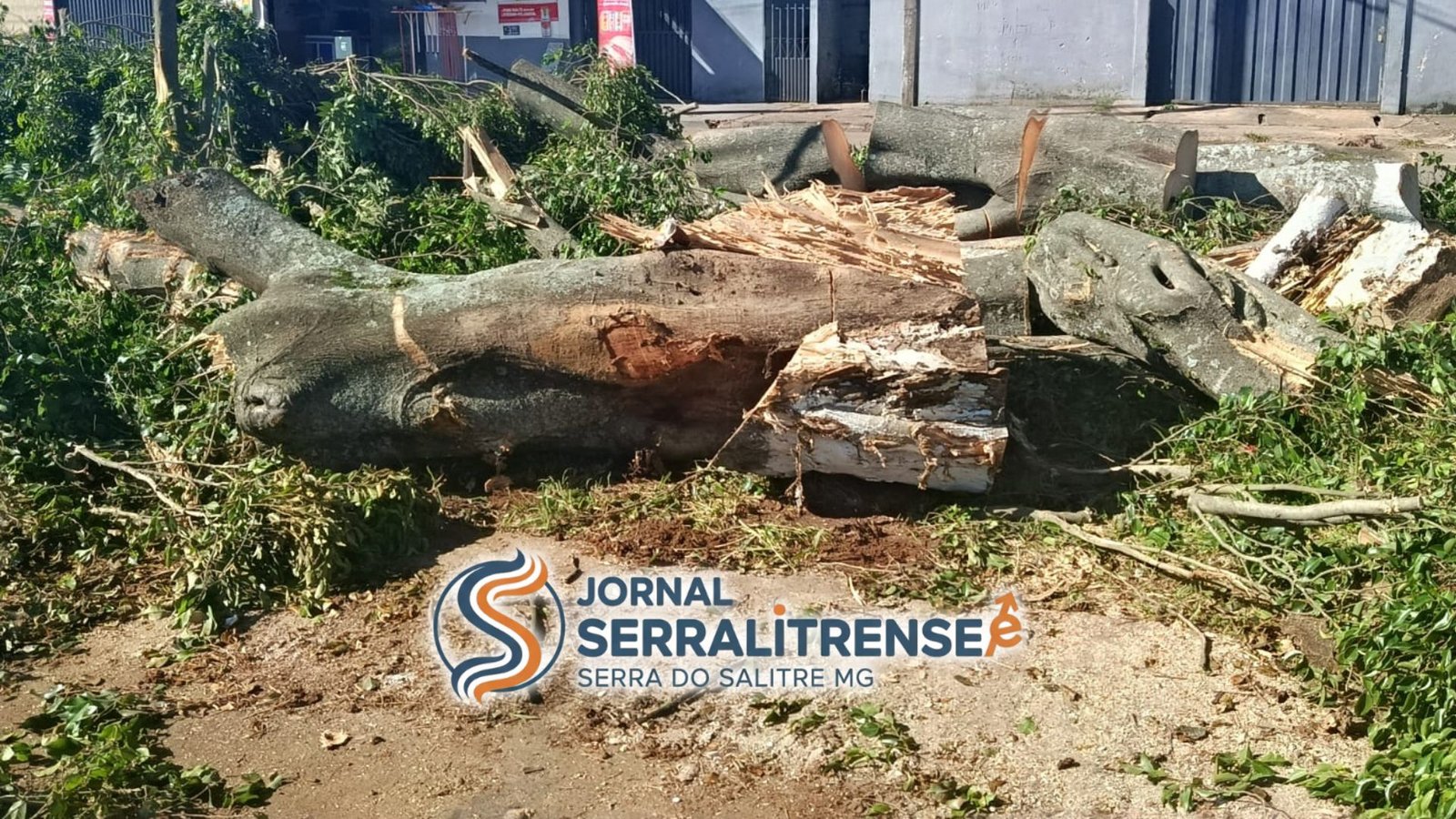 REVITALIZAÇÃO URBANA, SERRA DO SALITRE SUBSTITUI ÁRVORES NAS AVENIDS BRASIL E ESTADOS UNIDOS